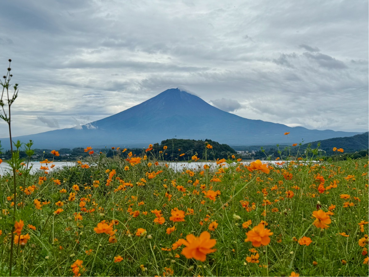 Der Fuji im Morgenlicht, gesehen vom Oishi-Park am Kawaguchiko-See. Im Vordergrund ein Feld orangefarbener Kosmeen, dahinter die stille Wasserfläche des Sees, dann der klar erkennbare Kegel des Berges vor einem bewölkten Himmel.